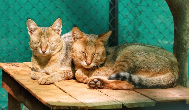 2 zoo cats crossbreed